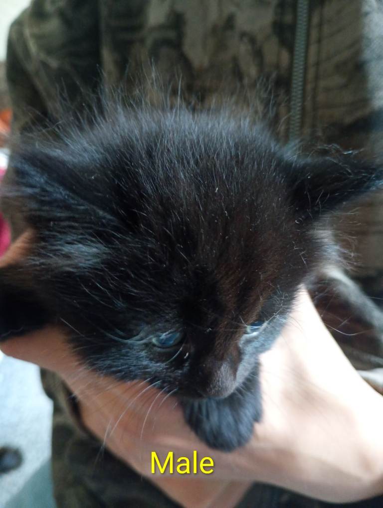 Kittens For Sale