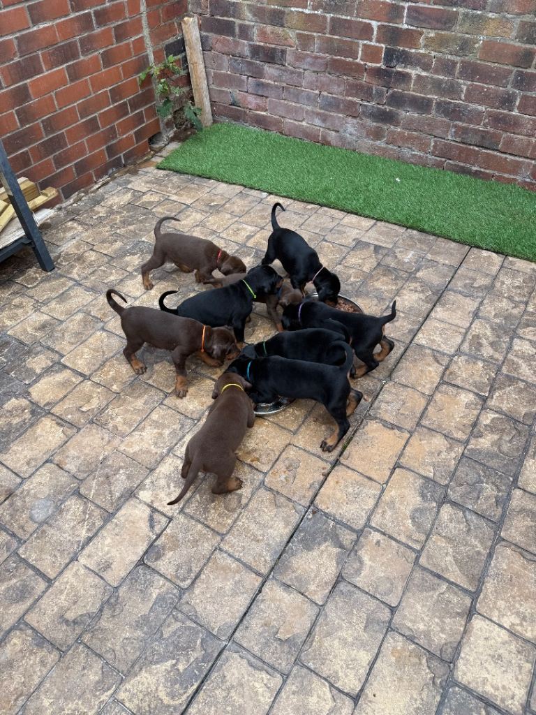 8 KC reg Doberman males
