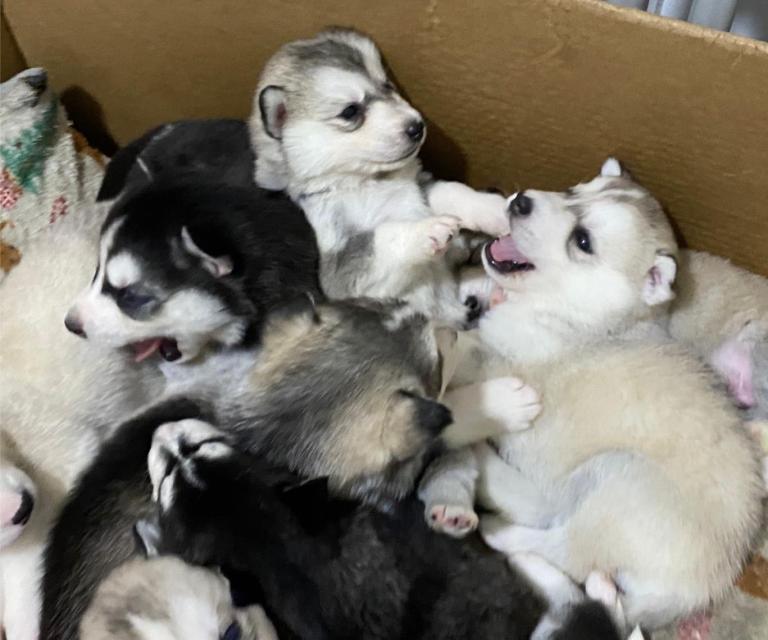 Siberian Husky Puppies for Sale 
