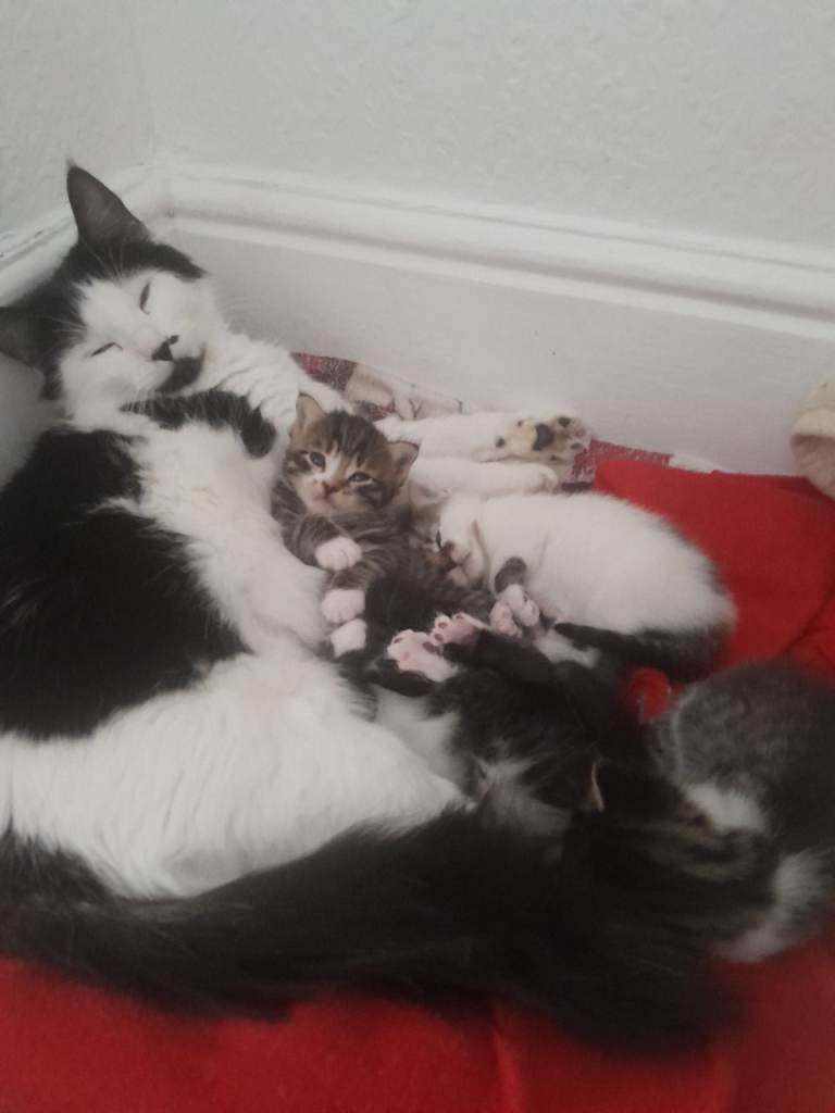 4 kittens *all reserved*