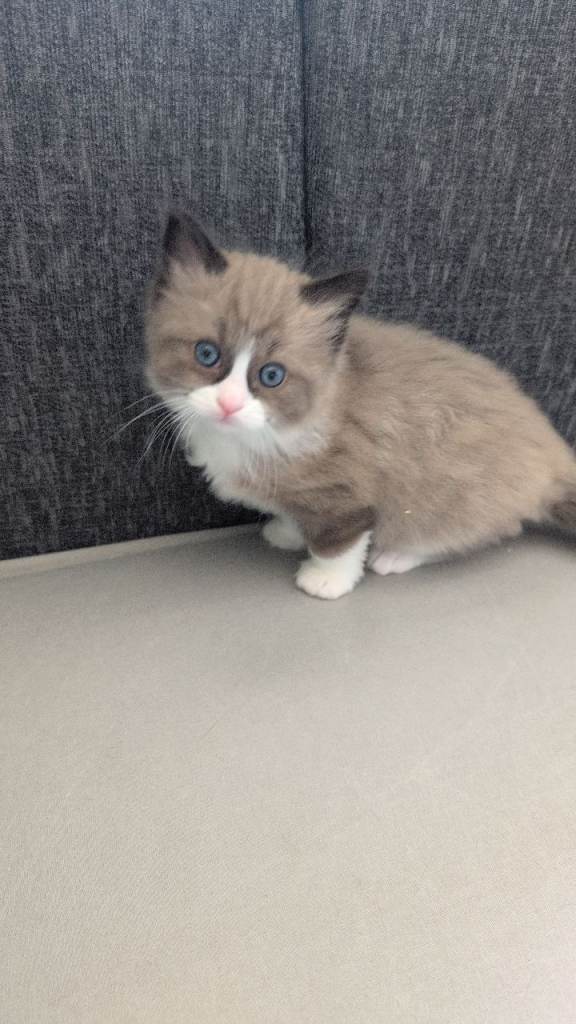 Ragdoll kitten - just mink boy left!!