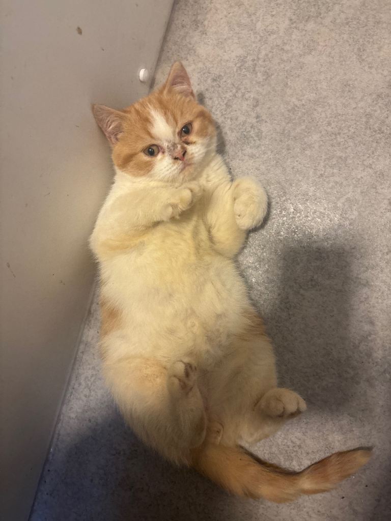 Persian Kittens Last Ginger Boy