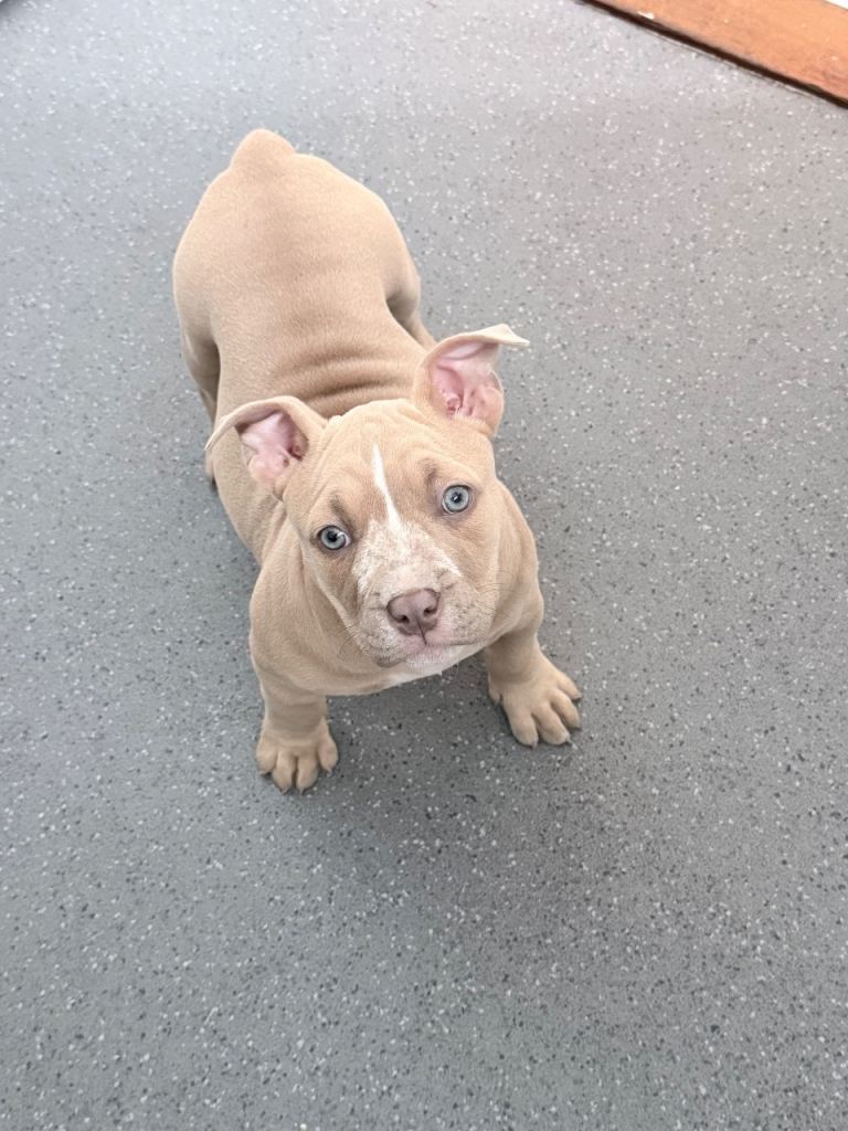 Pocket bully girl
