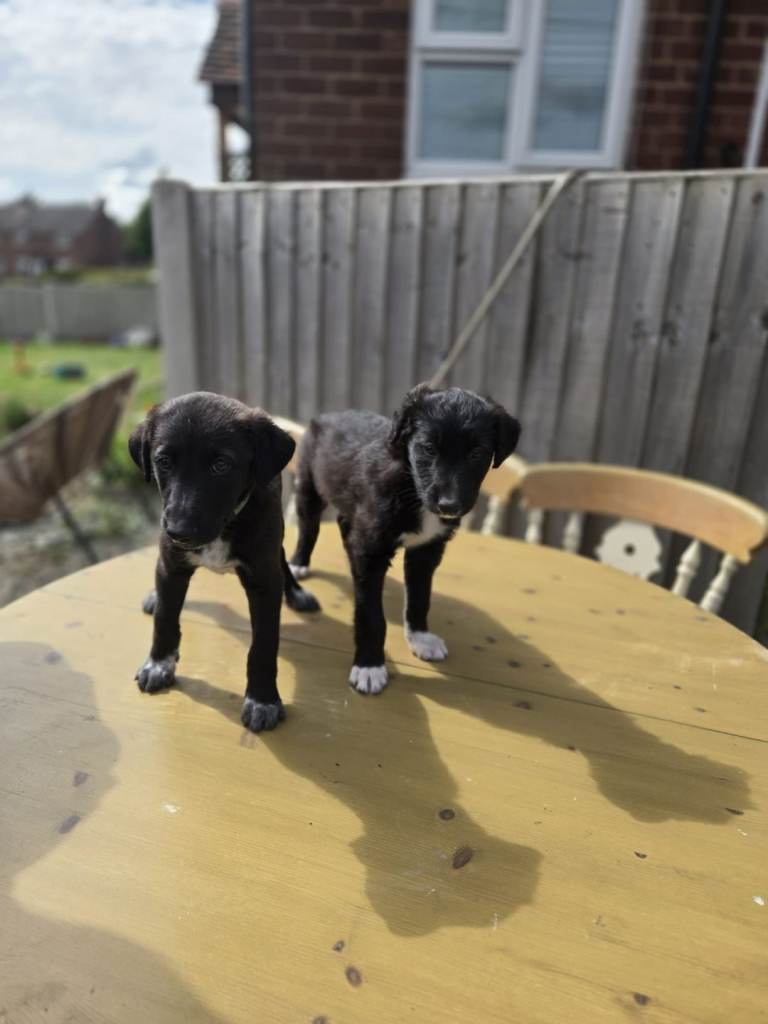 Lurcher Cross Puppies 3 left
