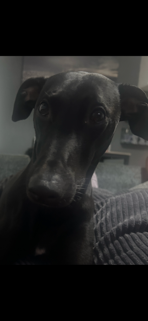 Hugo looking for his forever home