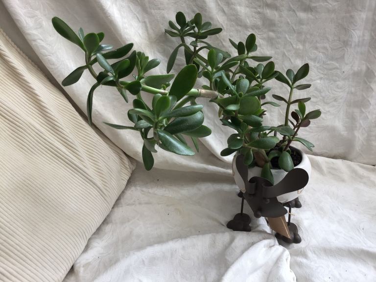 House plants
