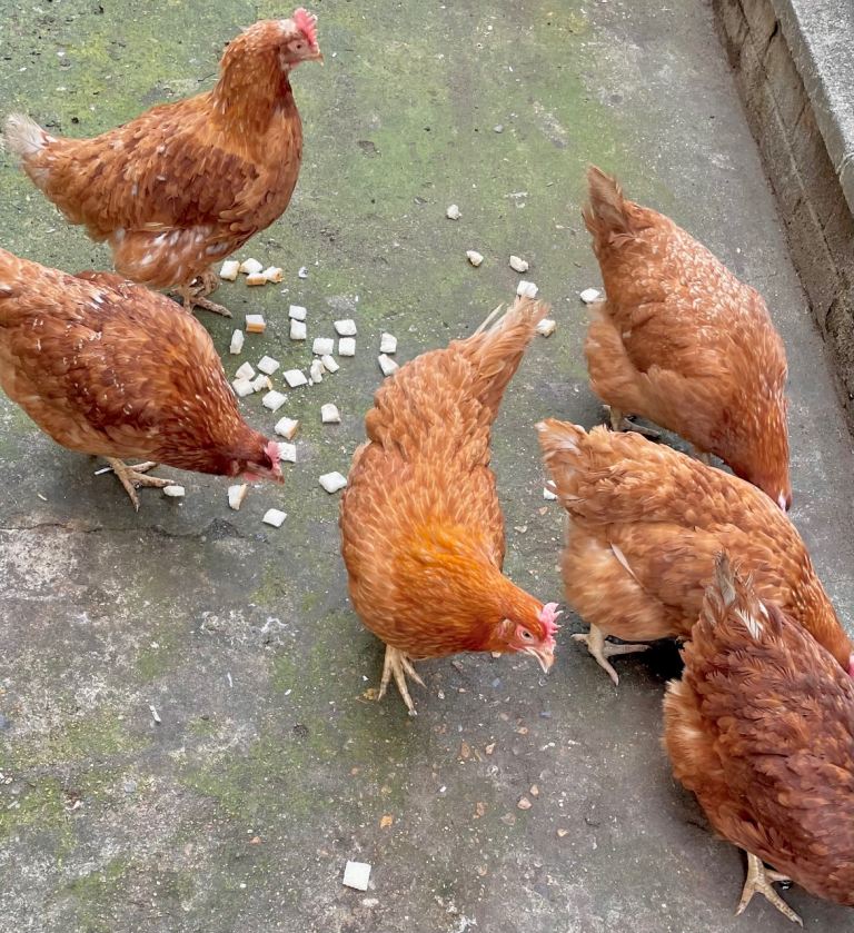 Chickens / hens for sale £18