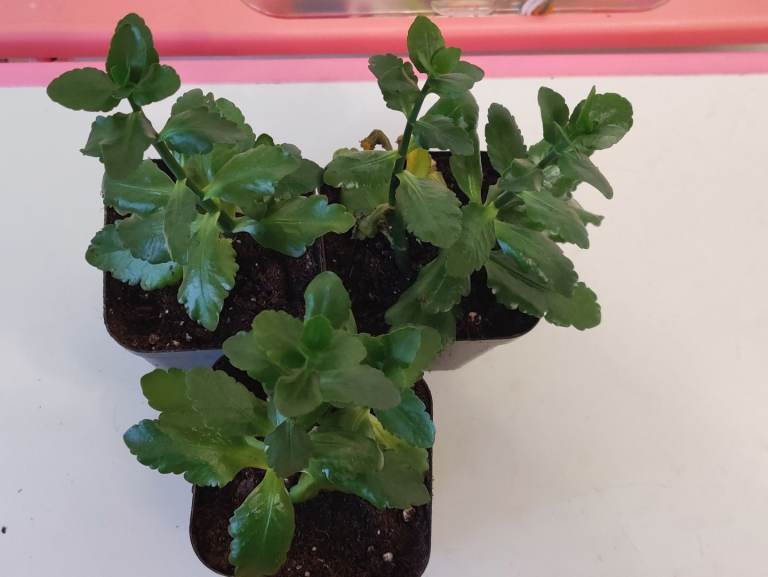 image for 3 kalanchoe that will give red flowers. 