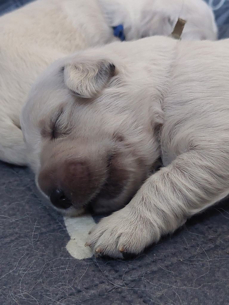 RKC registered golden retriever puppies 