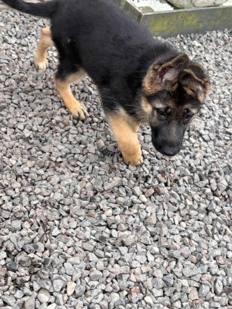  German Shepherd Puppies