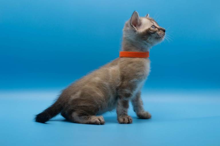 TICA Registered Bengal Kittens – Truly Magnificent