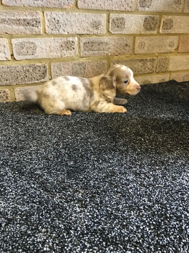 Miniature Dachshund Puppied For Sale