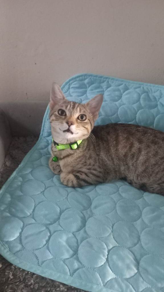 16 week old kitten 