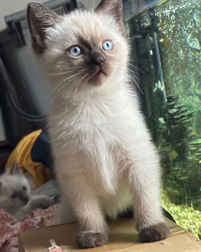Ragdoll kittens