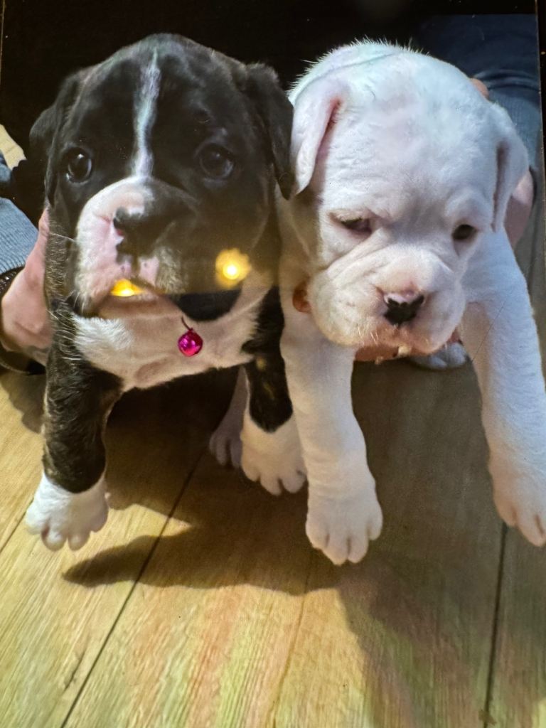 Beautiful boxer puppies 