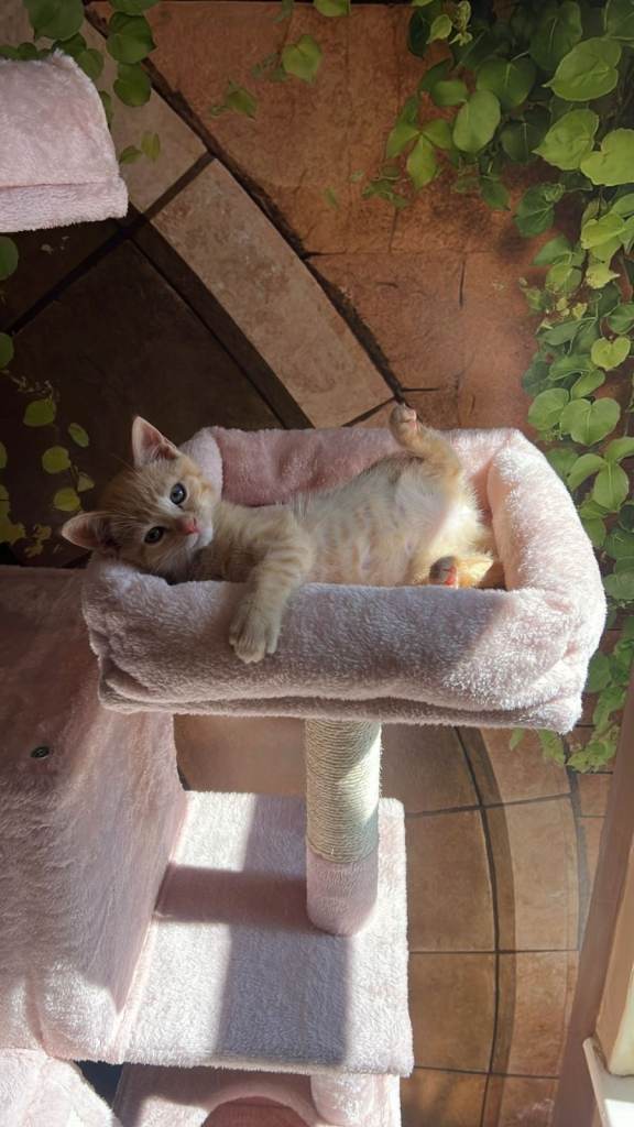 Adorable Female Kitten