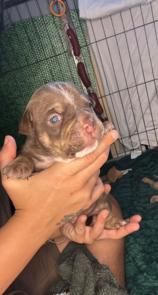 American Micro bully puppy's