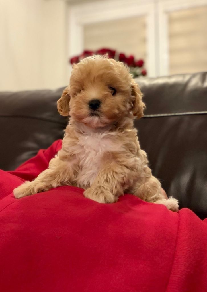 Last F- 1  Maltipoo Boy ready to go now ❤️