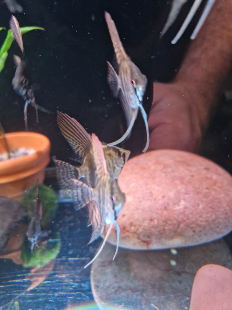 Selling adult and baby angel fish