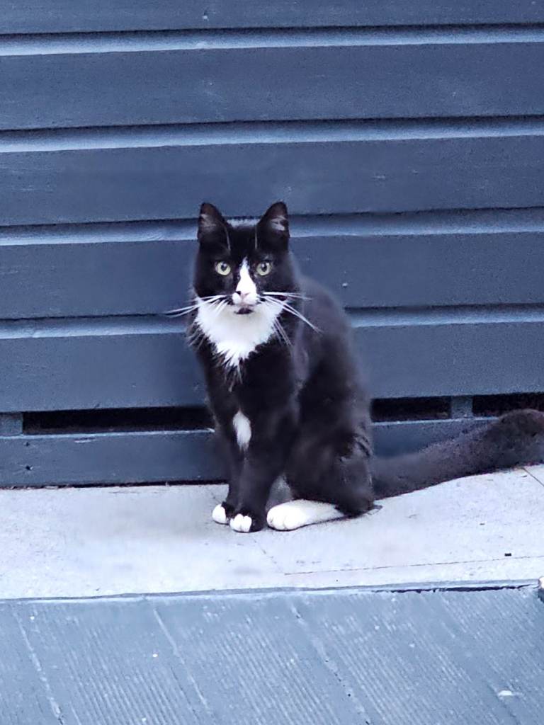 Loving cat needs a good home 