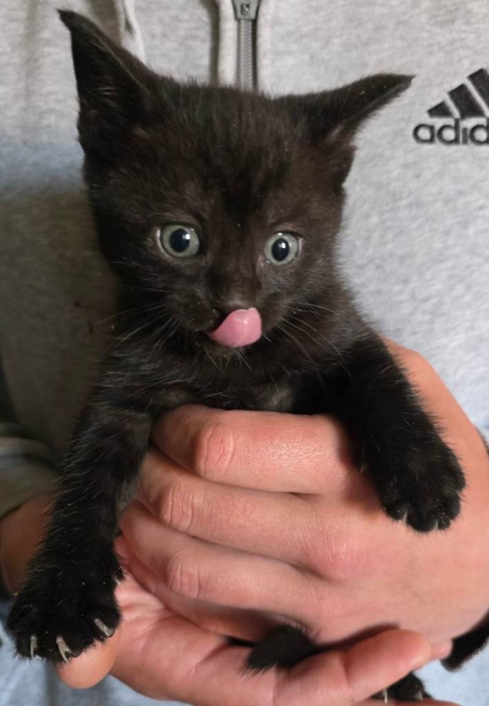 1 gorgeous black kitten 