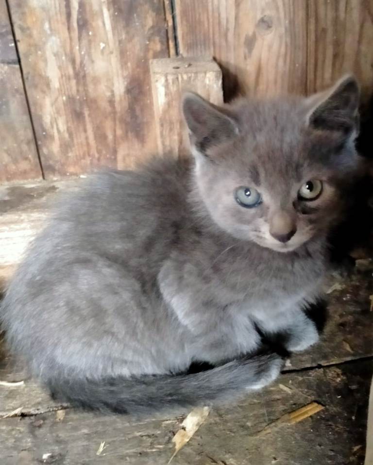 Kittens for sale 
