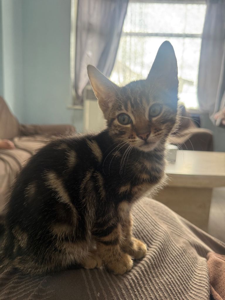 Mix Bengal kittens 