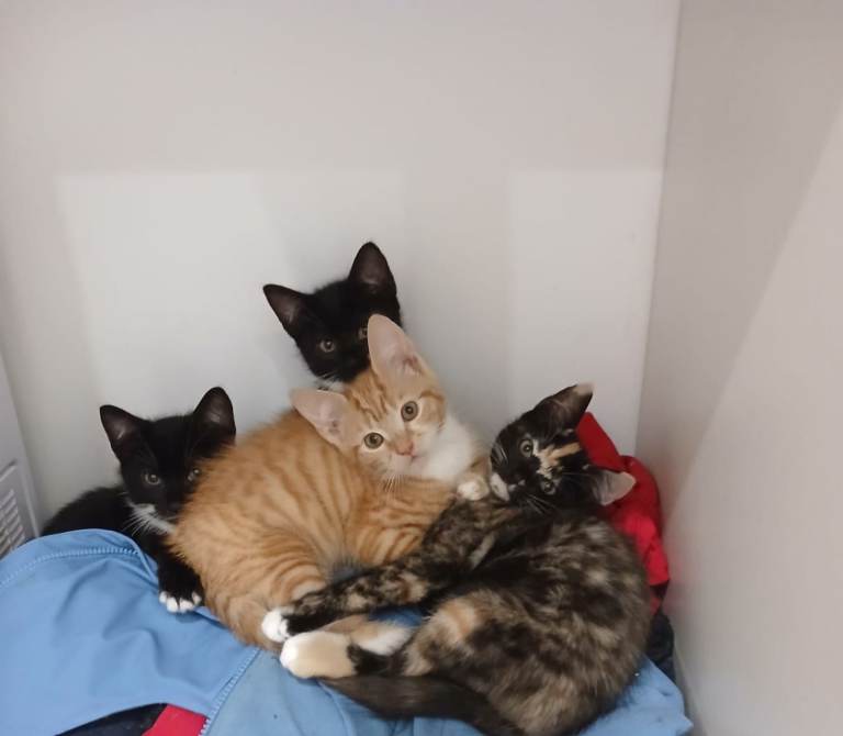 5 Gorgeous Kittens Ready Now