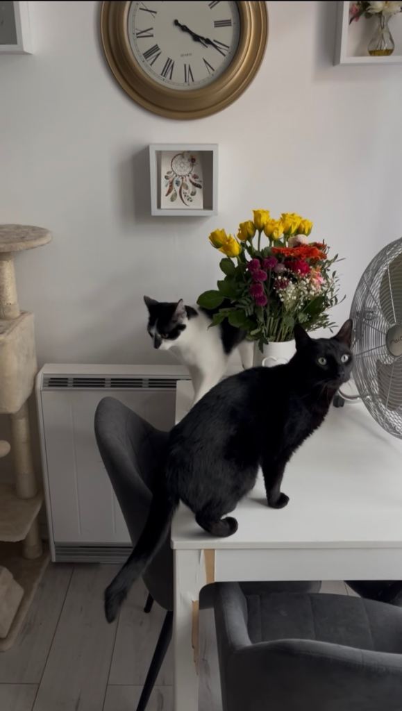 Urgent Rehoming – Two Neutered Male Cats, Aged 6 & 2 – East London