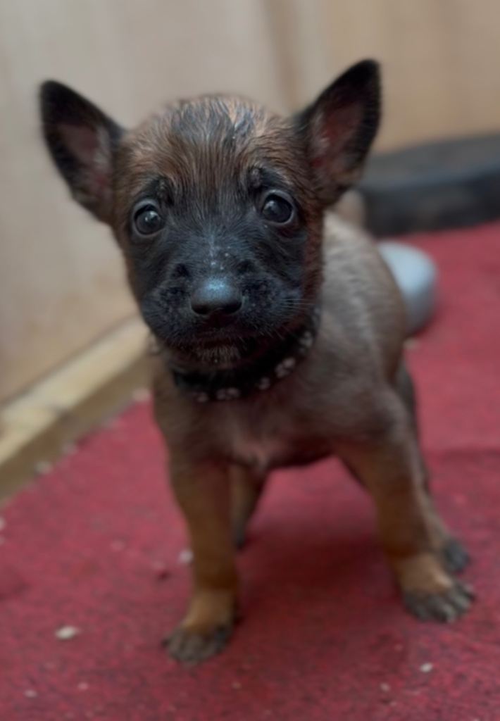 Dutch malinois puppies - 13/12/2025 ready 
