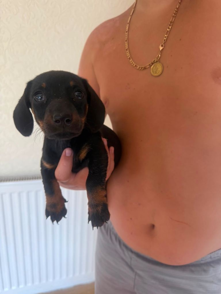 Dachshund puppy