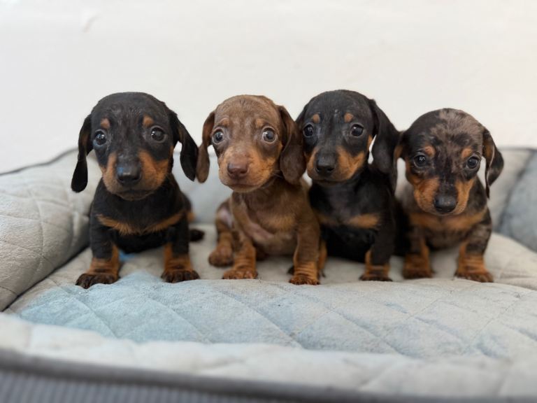 Miniature Dachshund 