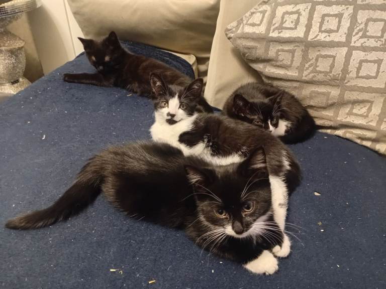 8 kittens available 
