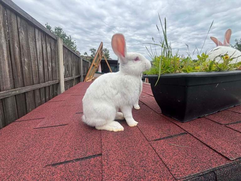New Zealand rabbits