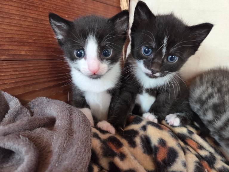 2 adorable kittens for sale