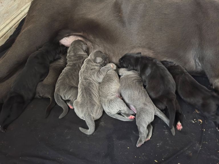 Cane Corso Puppies -Ready to go home