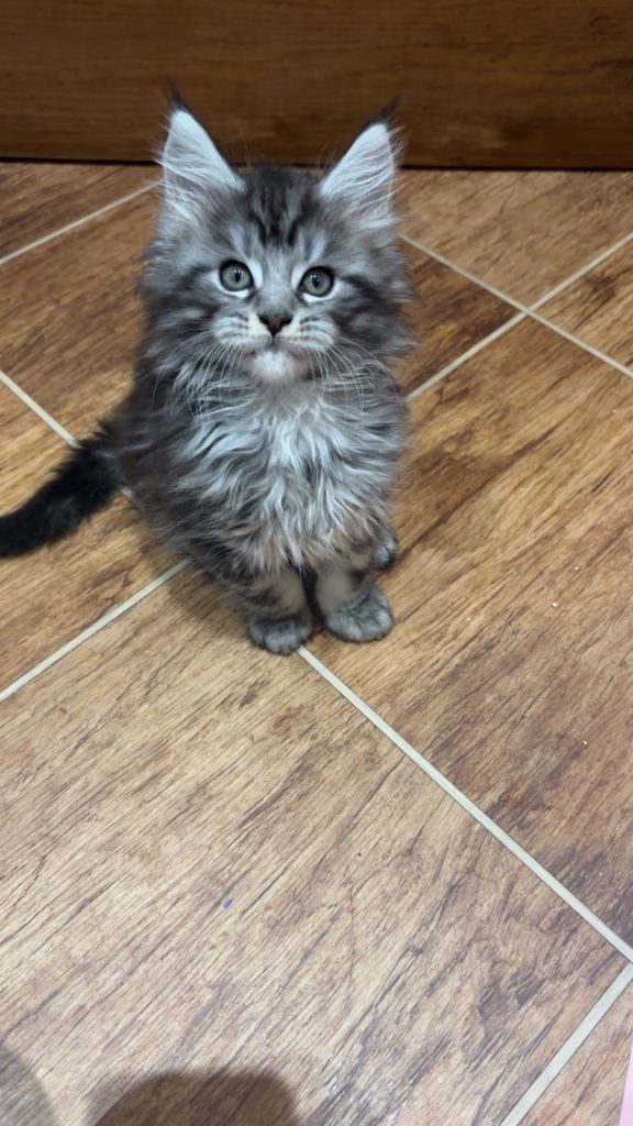 One 1 left. TICA Registered Maine Coon Male. 