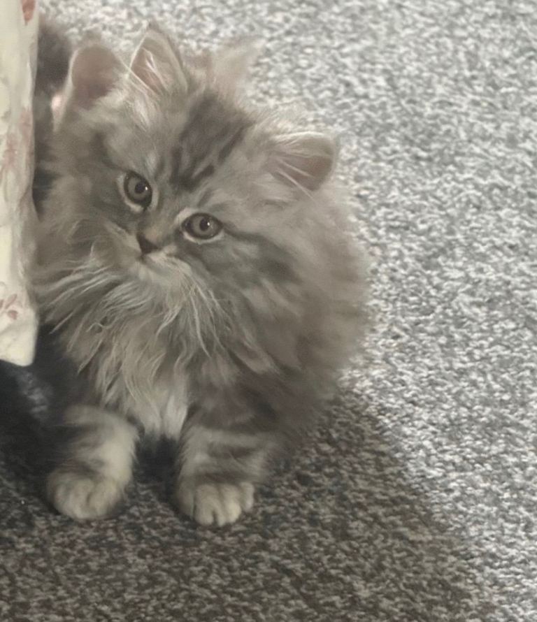 My lovely friend is here for sale ☺️