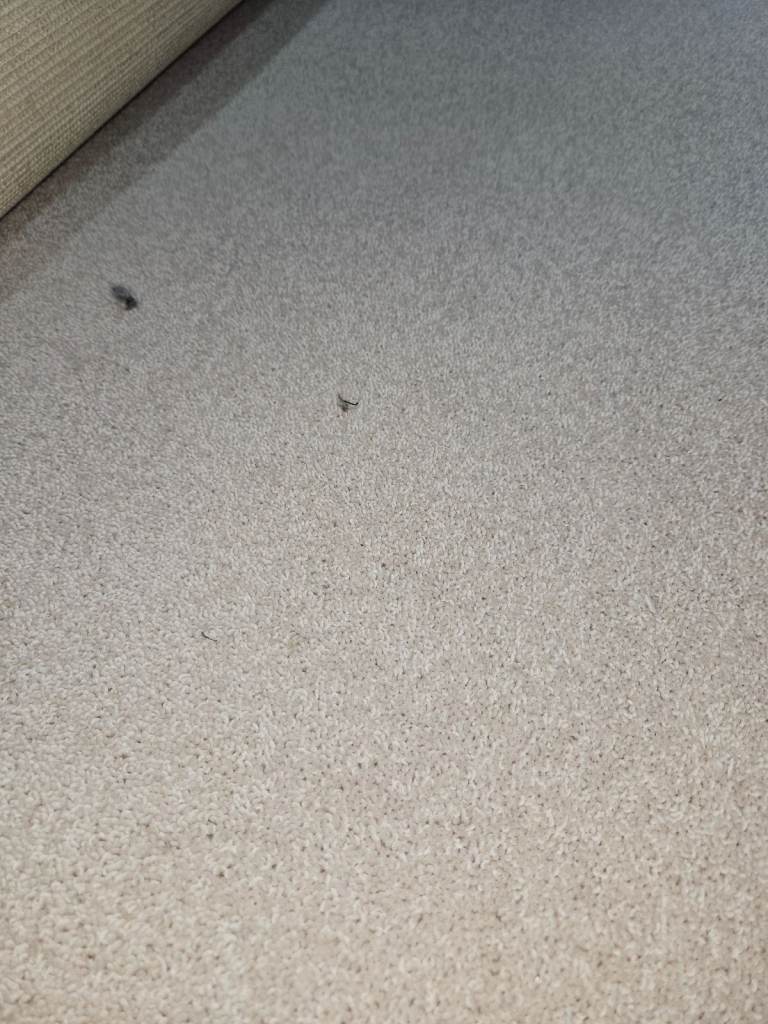 Wool 8020 carpet as colour 