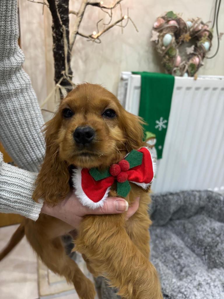 image for Show Cocker Puppies 