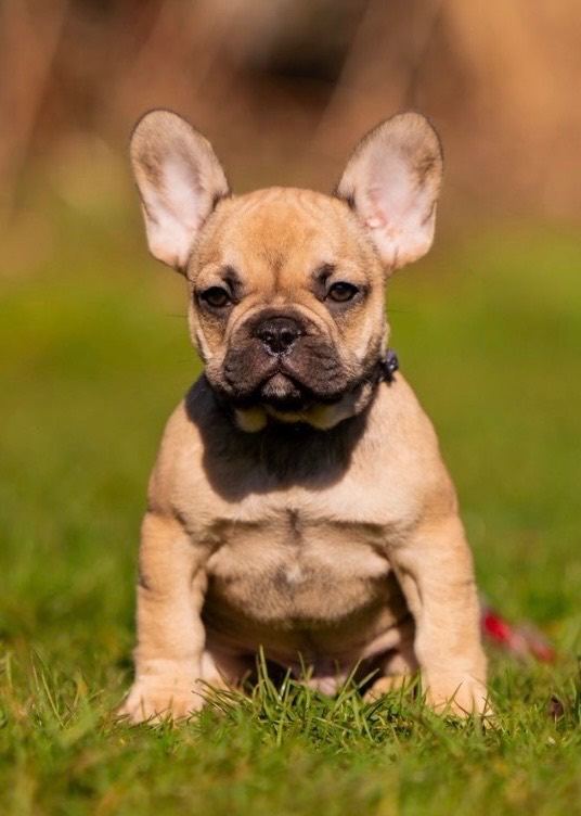 French Bulldog Puppies
