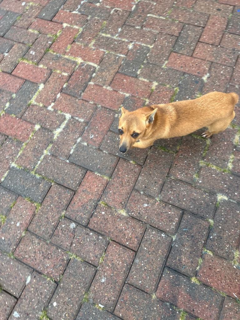 Cross between Chihuahua and Jack Russell