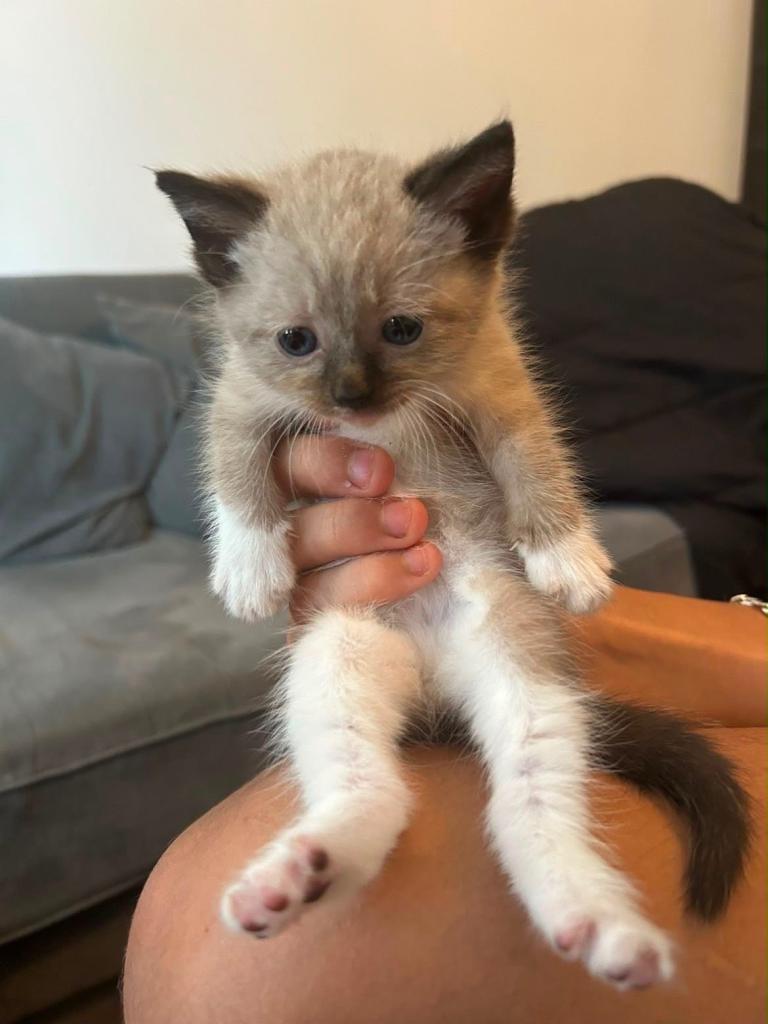 Ragdoll/british shorthair