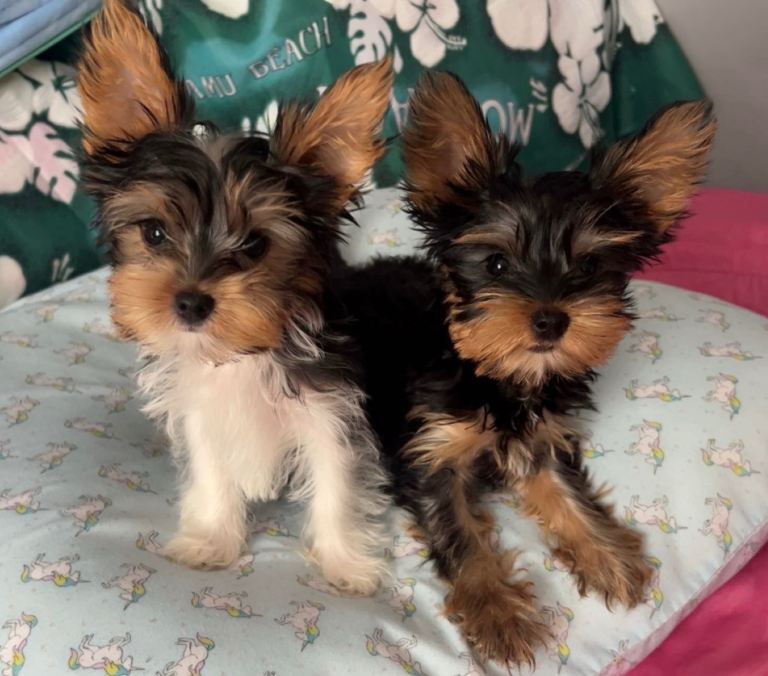 Yorkshire terrier/Mini/Parti-colored/Traditional