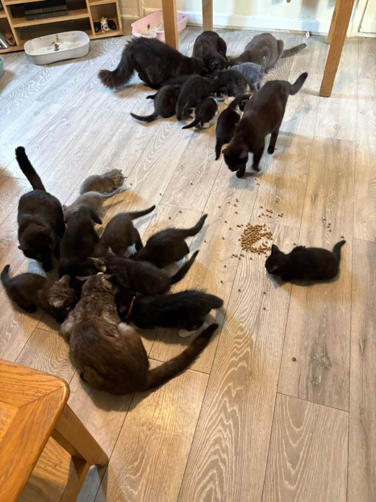 Kittens for sale 