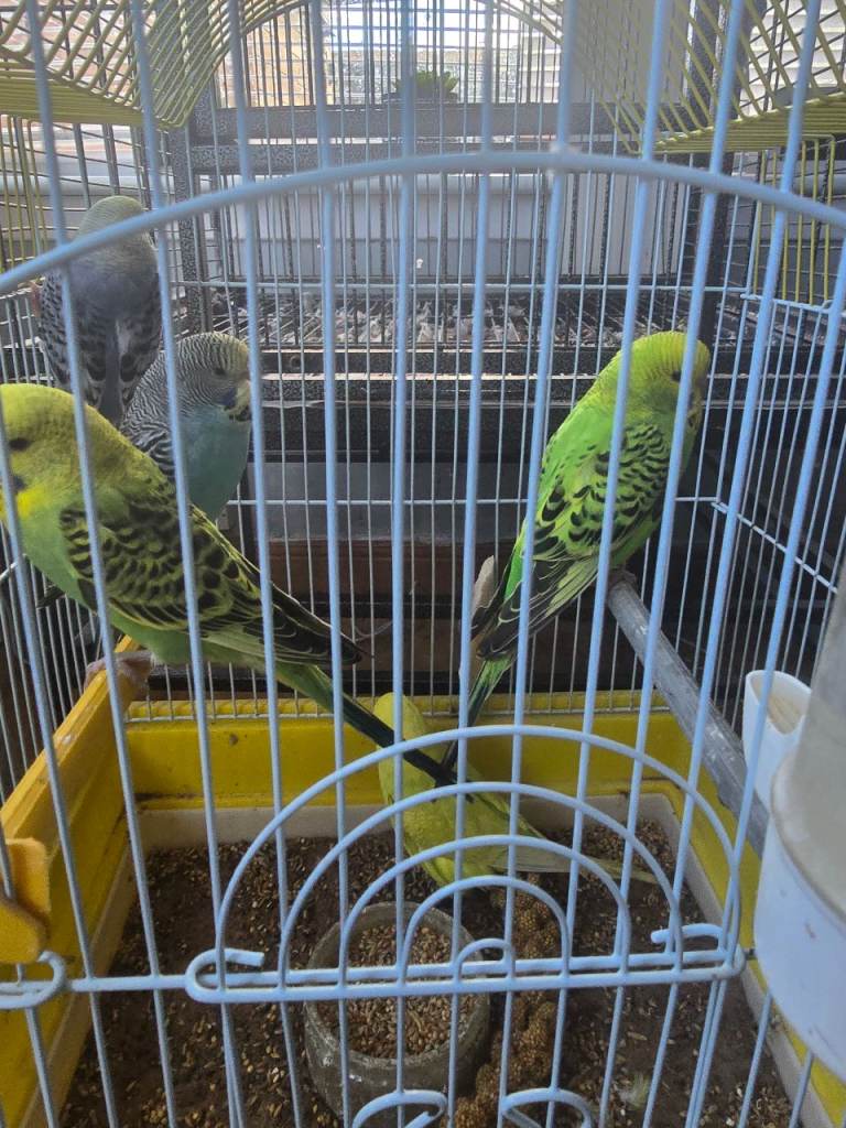 Baby budgies *new colours added*