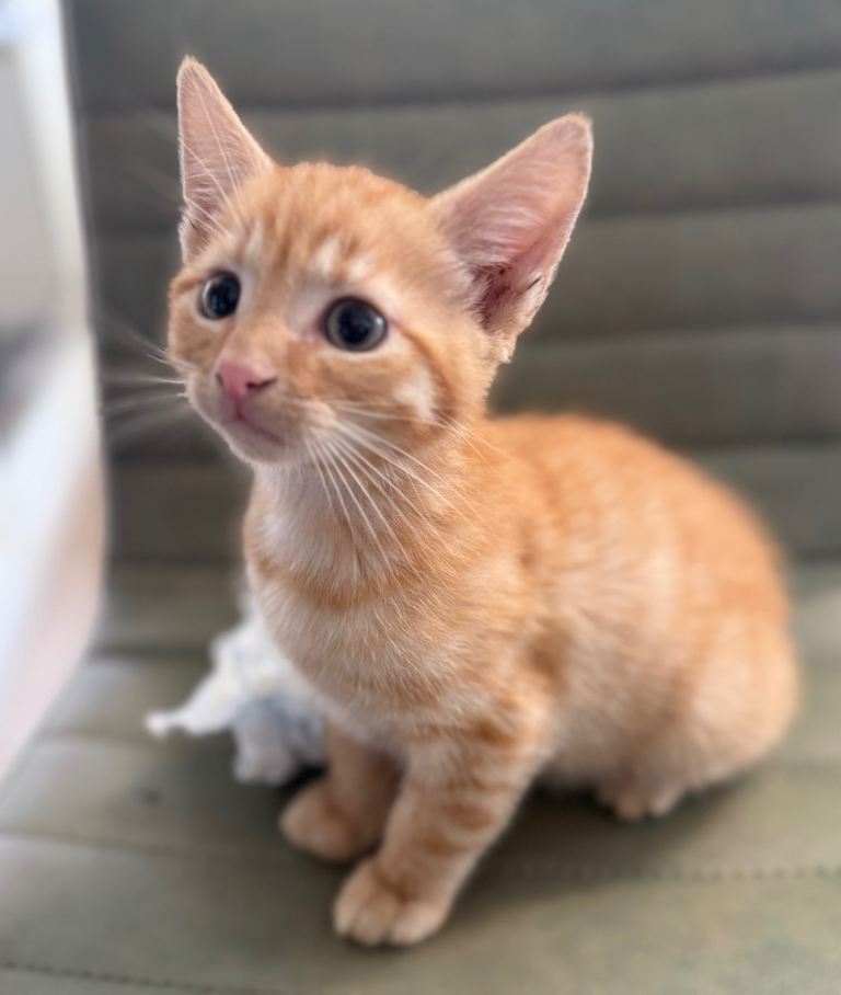 Kittens Ready to leave now