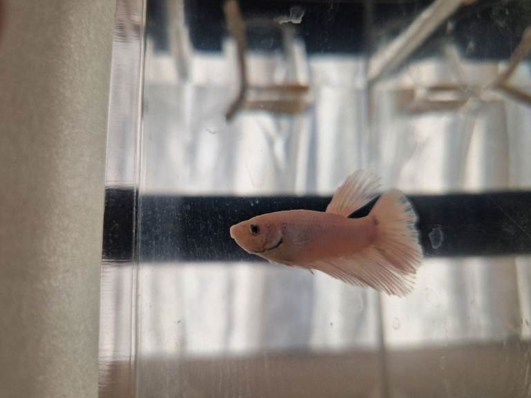 Red Tail Rainbow Fish, Siamese fighting fish (Betta) £5 Each - Full Setup Available