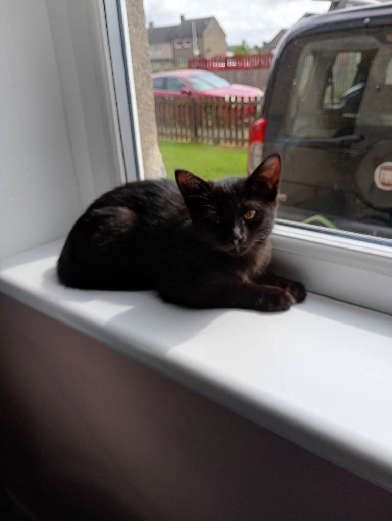 Female cat for sale £150
