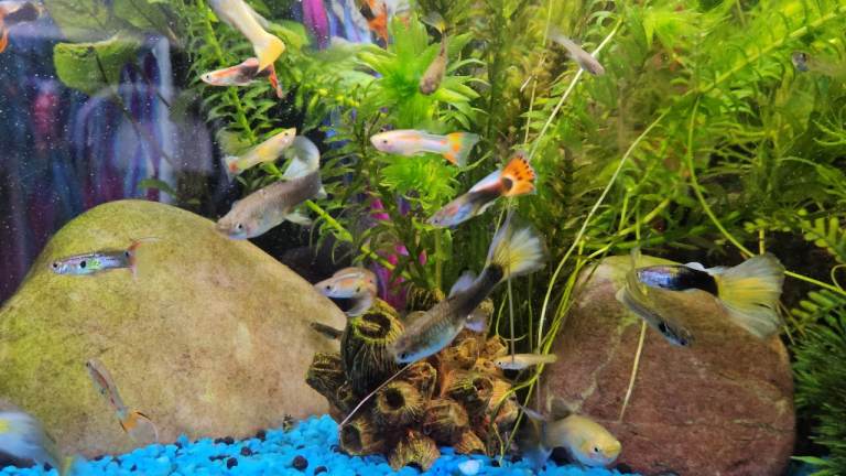 Guppies for sale 